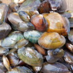 Freshwater Mussels