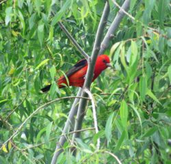 Scarlet Tanager Perched in a Tree