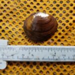Round Hickorynut Mussel (Obovaria subrotunda)