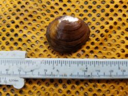 Round Hickorynut Mussel (Obovaria subrotunda)