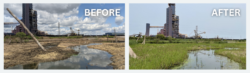 EnviroScience Ecological Restoration of Native Vegetation to Duck Creek Before and After