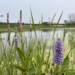 Restored Pickerelweed at H2Ohio Duck Creek Restoration Project Site
