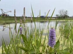 Restored Pickerelweed at H2Ohio Duck Creek Restoration Project Site