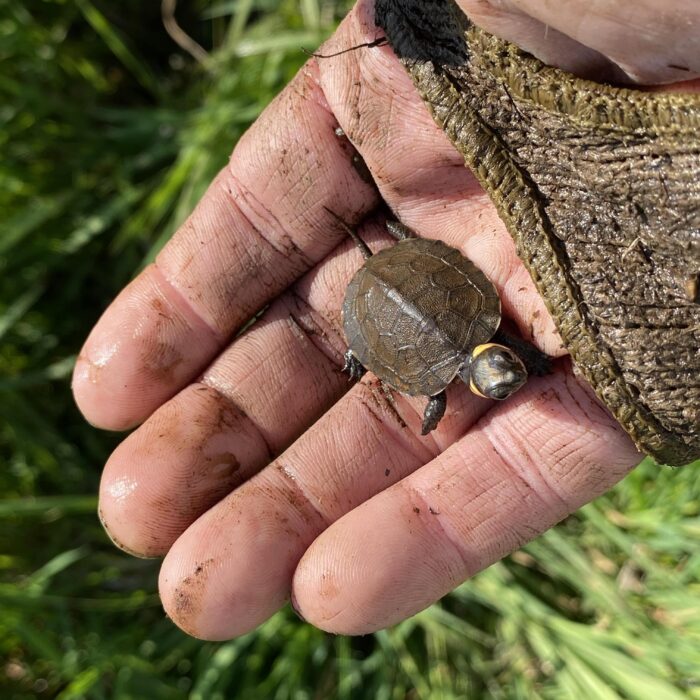 EnviroScience Senior Herpetologist Stan Boder, a USFWS-Qualified Bog Turtle Surveyor, Carefully Observes the Critically Endangered Bog Turtle