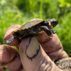 EnviroScience Senior Herpetologist Stan Boder, a USFWS-Qualified Bog Turtle Surveyor, Carefully Observes the Critically Endangered Bog Turtle