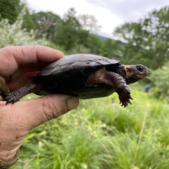 EnviroScience Senior Herpetologist Stan Boder, a USFWS-Qualified Bog Turtle Surveyor, Carefully Observes the Critically Endangered Bog Turtle