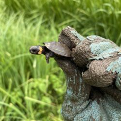 EnviroScience Senior Herpetologist Stan Boder, a USFWS-Qualified Bog Turtle Surveyor, Carefully Observes the Critically Endangered Bog Turtle