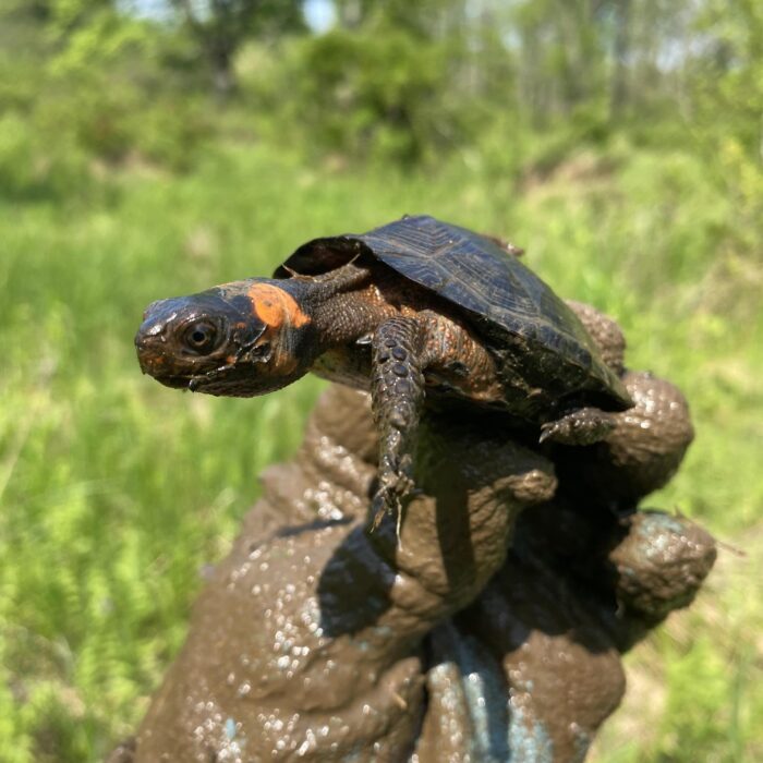 EnviroScience Senior Herpetologist Stan Boder, a USFWS-Qualified Bog Turtle Surveyor, Carefully Observes the Critically Endangered Bog Turtle