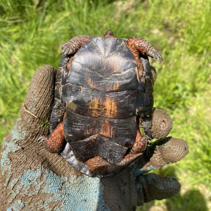 EnviroScience Senior Herpetologist Stan Boder, a USFWS-Qualified Bog Turtle Surveyor, Carefully Observes the Critically Endangered Bog Turtle