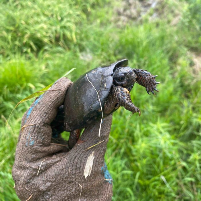 EnviroScience Senior Herpetologist Stan Boder, a USFWS-Qualified Bog Turtle Surveyor, Carefully Observes the Critically Endangered Bog Turtle