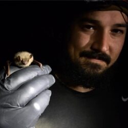 EnviroScience Ecologist & Bat Project Manager Luke Fultz