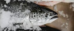 Living organisms, including fish, animals, and humans, where PFAS bioaccumulate and persist over time.