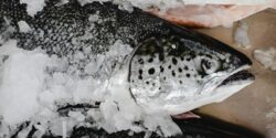 Living organisms, including fish, animals, and humans, where PFAS bioaccumulate and persist over time.