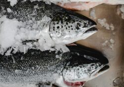 PFAS Bioaccumulate in Living Organisms Such as Fish and Persist Over Time.