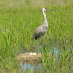 EnviroScience Fort Lauderdale Regional Office - Sandhill Crane