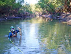 EnviroScience Vice President and Malacologist Greg Zimmerman Performs Freshwater Mussel Dive