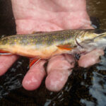 EnviroScience Biologist Collects Brooke Trout in Electrofishing Survey