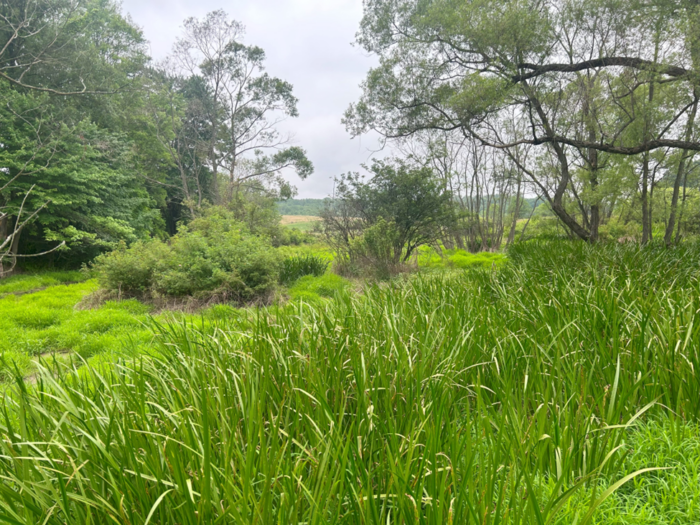 EnviroScience's Restoration Project at Fox Creek in Partnership with the Nature Conservancy