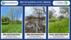 EnviroScience's Restoration Project at Fox Creek in Partnership with the Nature Conservancy