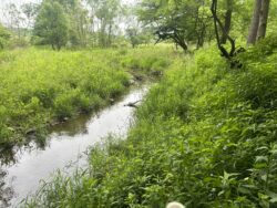 EnviroScience Ecological Restoration Team Tackles Fox Creek