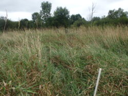 EnviroScience's Ecological Restoration Team Surveys the Land for ODOT's First Wetland Mitigation Bank