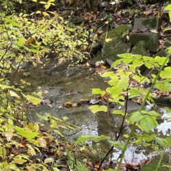 EnviroScience ecological restoration experts lead the design-build team for the Darrow Road Stream Restoration Project.