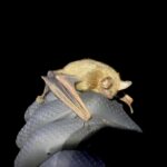 Proposed Endangered Tricolored Bat: USFWS ESA Compliance