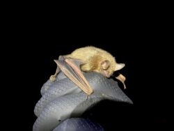Proposed Endangered Tricolored Bat: USFWS ESA Compliance