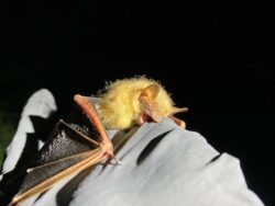 Proposed Endangered Tricolored Bat
