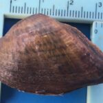 Endangered Snuffbox Mussel Being Measured by Expert Malacologist During EnviroScience Mussel Survey