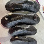 Endangered Spectaclecase Mussels Being Measured by Expert Malacologist During EnviroScience Mussel Survey