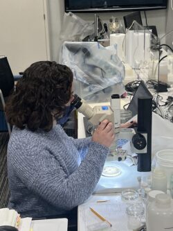EnviroScience Macroinvertebrate Taxonomist & Team Lead Maddie Genco Observing Macroinvertebrates Under a Microscope