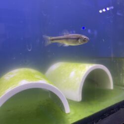 EnviroScience NELAP-Certified Laboratory Toxicity Testing on Female Fathead Minnow