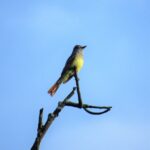 Great Crested Flycatcher
