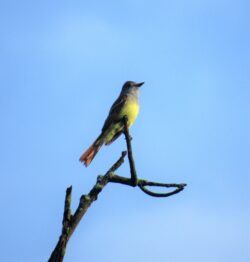 Great Crested Flycatcher