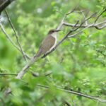 Black-billed Cuckoo (Coccyzus erythropthalmus) image captured by EnviroScience Avian Biologist