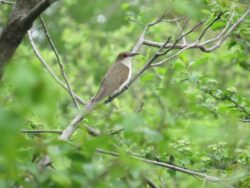 Black-billed Cuckoo (Coccyzus erythropthalmus) image captured by EnviroScience Avian Biologist