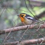 Blackburnian Warbler (Setophaga fusca) image captured by EnviroScience Avian Biologist