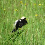 Bobolink (Dolichonyx oryzivorus) image captured by EnviroScience Avian Biologist