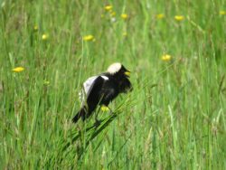 Bobolink (Dolichonyx oryzivorus) image captured by EnviroScience Avian Biologist