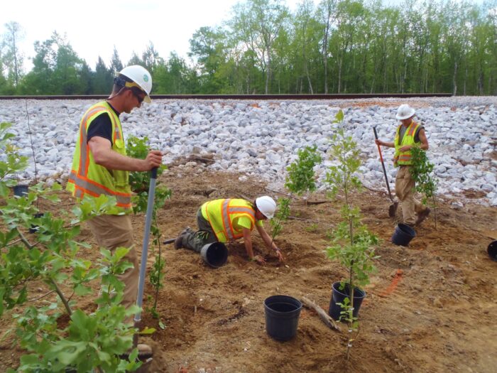 EnviroScience live stake planting project contributing to carbon sequestration and ecosystem restoration