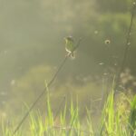 Common Yellowthroat (Geothlypis trichas) image captured by EnviroScience Avian Biologist