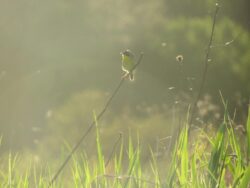 Common Yellowthroat (Geothlypis trichas) image captured by EnviroScience Avian Biologist