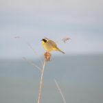 Common Yellowthroat (Geothlypis trichas) image captured by EnviroScience Avian Biologist