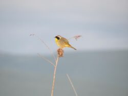 Common Yellowthroat (Geothlypis trichas) image captured by EnviroScience Avian Biologist