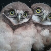 Two Burrowing Owls nestling for warmth. Photo courtesy of EnviroScience Senior Ecologist Grant Lykins