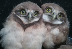 Two Burrowing Owls nestling for warmth. Photo courtesy of EnviroScience Senior Ecologist Grant Lykins
