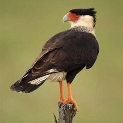 Caracara perched on protruding branch. Photo courtesy of EnviroScience Senior Ecologist and Project Manager Grant Lykins