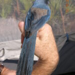 Scrub-jay perched on hand. Photo courtesy of EnviroScience Senior Ecologist and Project Manager Grant Lykins