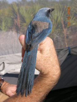 Scrub-jay perched on hand. Photo courtesy of EnviroScience Senior Ecologist and Project Manager Grant Lykins
